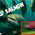 Projects to encourage the return of wild salmon Projects to encourage the return of wild salmon