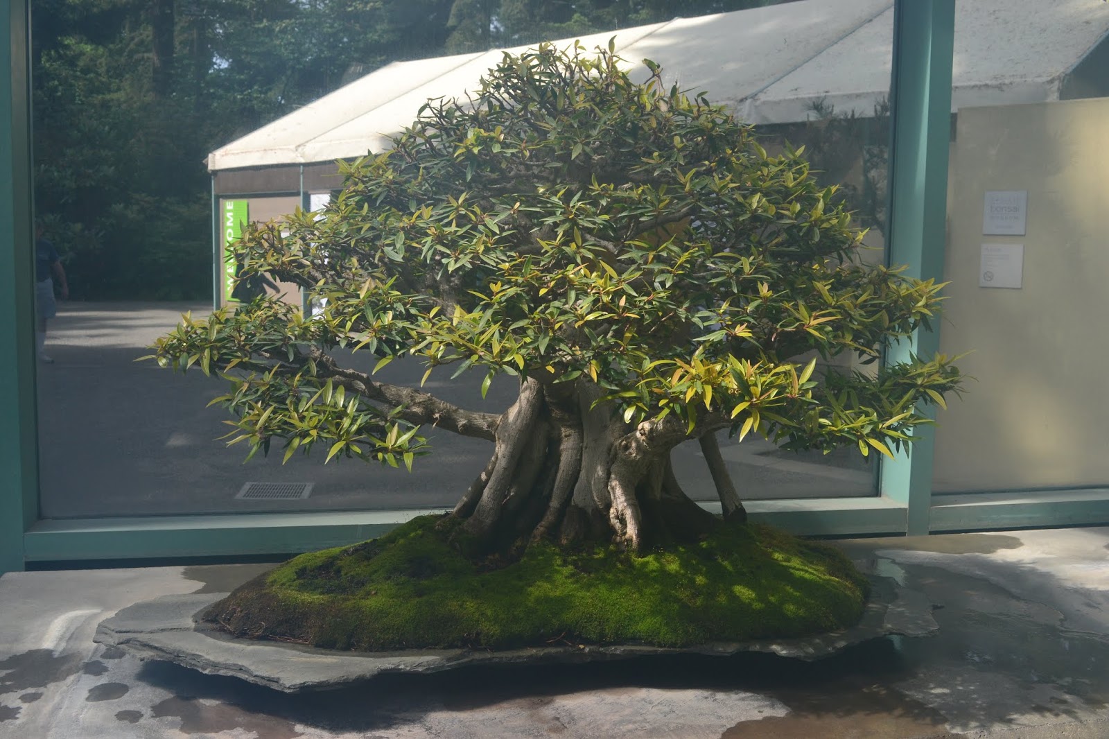 How To Grow A Horse Chestnut Bonsai Tree Bonsai Tree