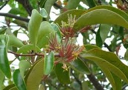 Jenis jenis benalu dan manfaatnya - Artikel kesehatan