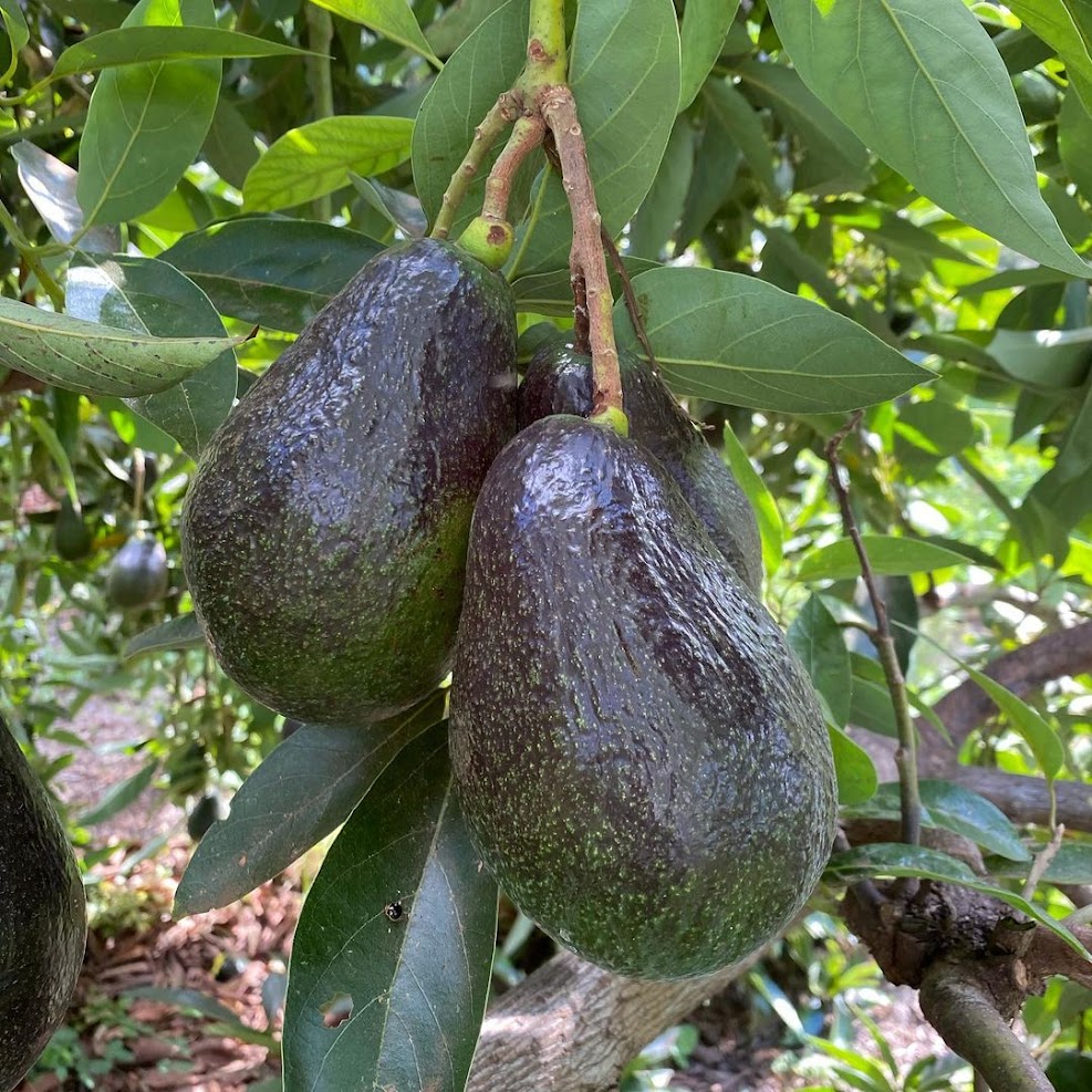 bibit tanaman buah alpukat malama unggulan Tidore Kepulauan