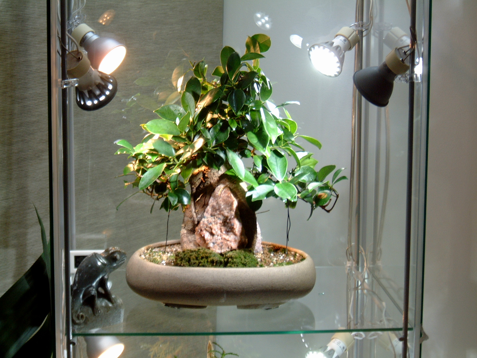 Indoor Bonsai Light Calculator a must have for those dark winters Bonsai