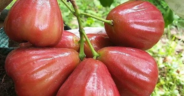 Alasan Kenapa Konsumen Mau Membeli Jambu Air Demak