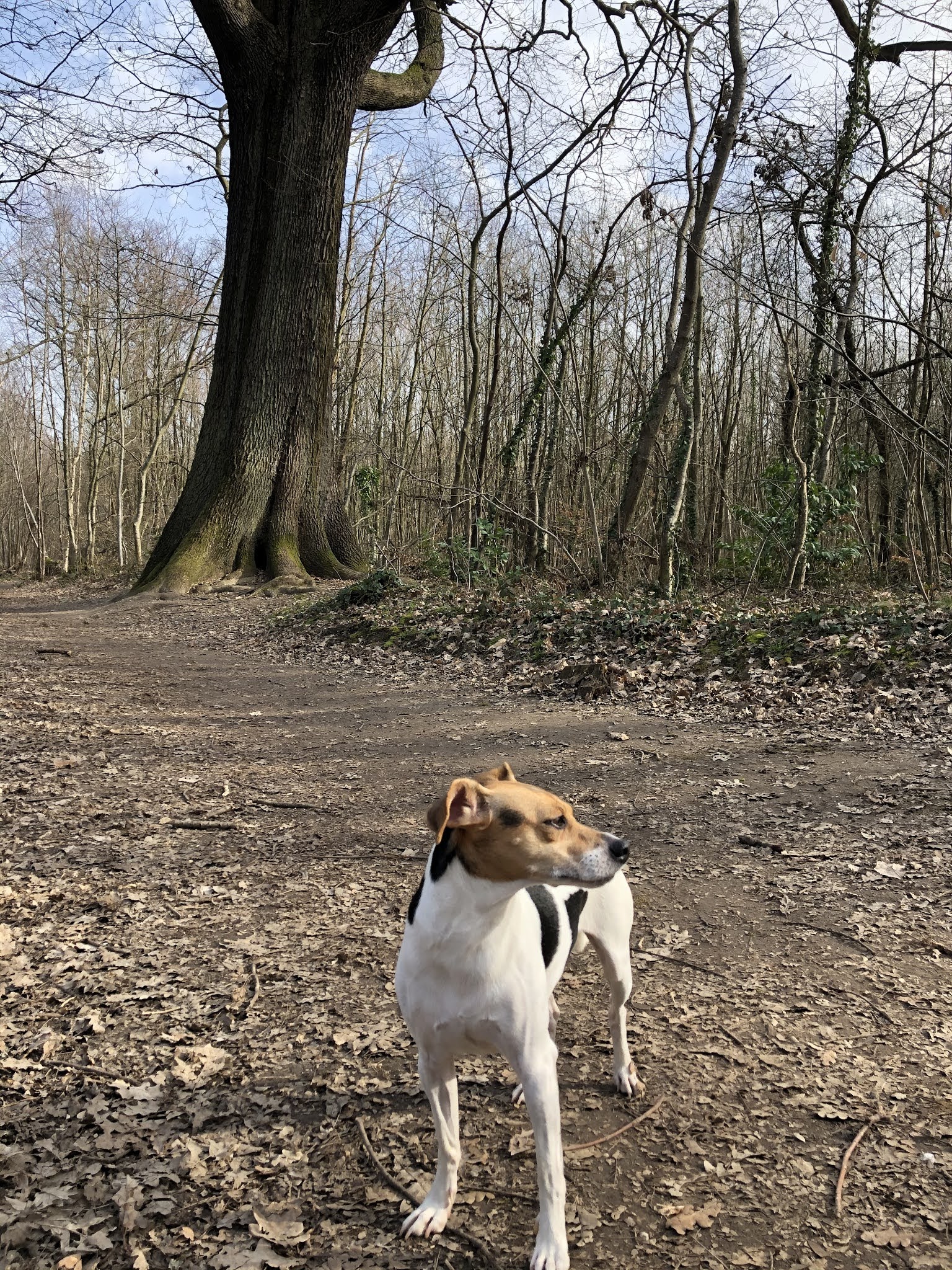 カストール爺の生活と意見 動画 森のウィンキー