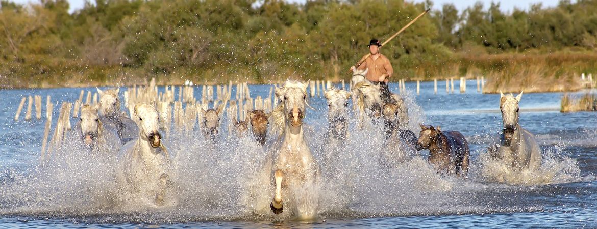 Camargue - cavalcades chevaux