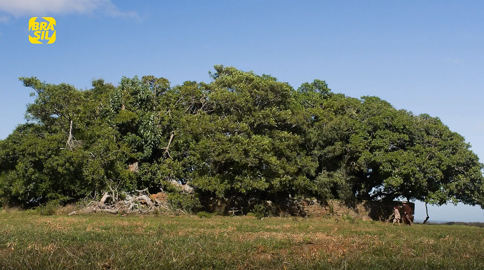 O TEMPO E O VENTO (HDTV/4K 1080P/NACIONAL) - 2013 Micro%2B04