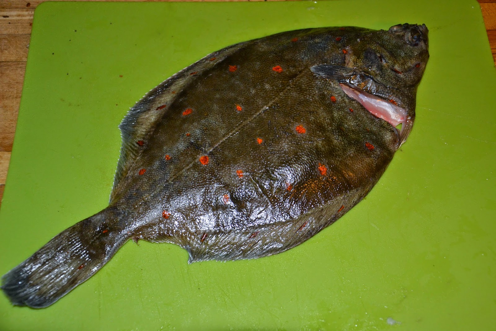 Oppdag Fisk!: Rødspette/Plaice/Pleuronectes Platessa (Saltvann)