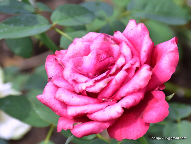 Flowers found in Sri Lanka: Roses in the 'Rose Garden', Seethawaka ...