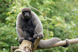 Lesula, nova espécie de macaco, é descoberta