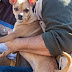 Lost Chihuahua Runs Out Of Woods & Into His Papa's Arms 4 Days After Auto Accident