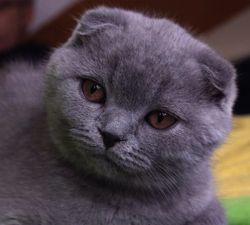 The 10 Best Types of Cat