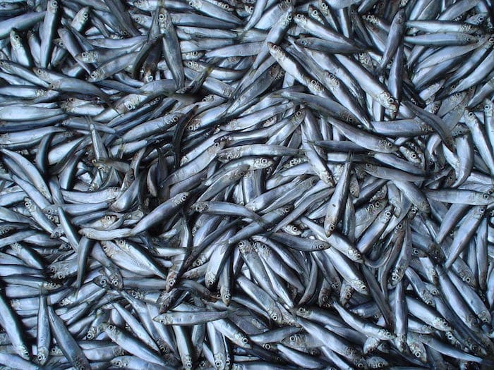 Musée Imaginaire de la Sardine: Les sardines qui n'en sont pas