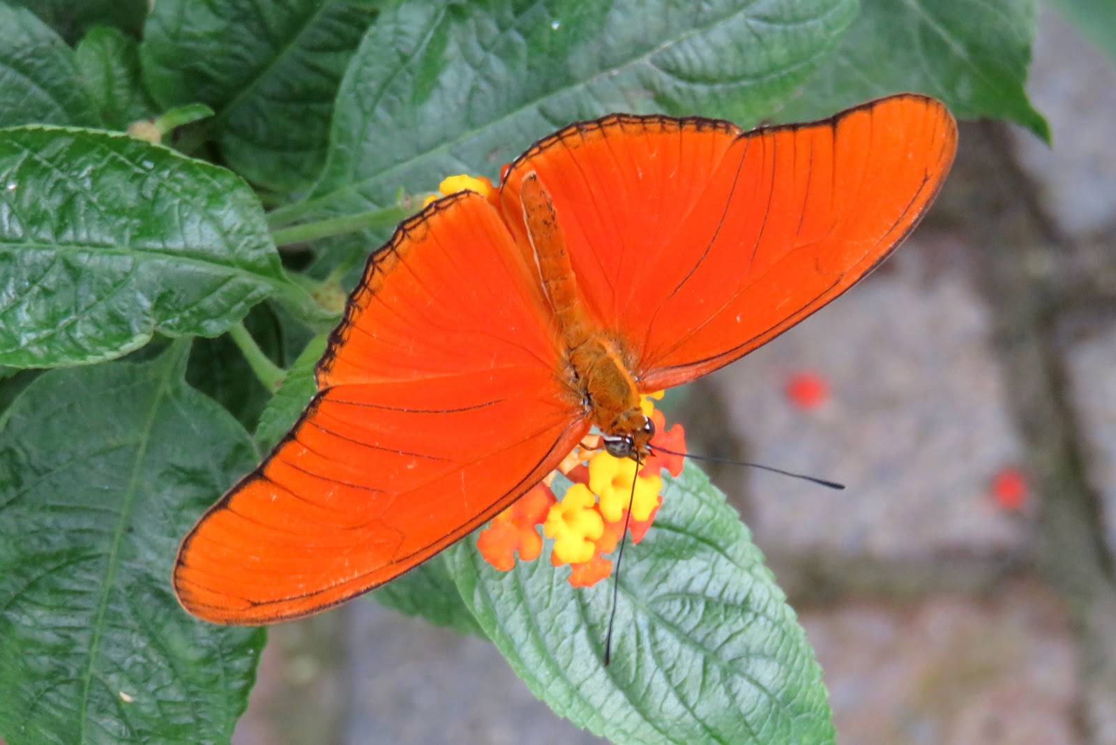 Bodenseewellen: Schmetterlinge im Winter