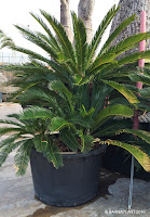 Cycas revoluta Plantas palmáceas en nuestro vivero de Barcelona