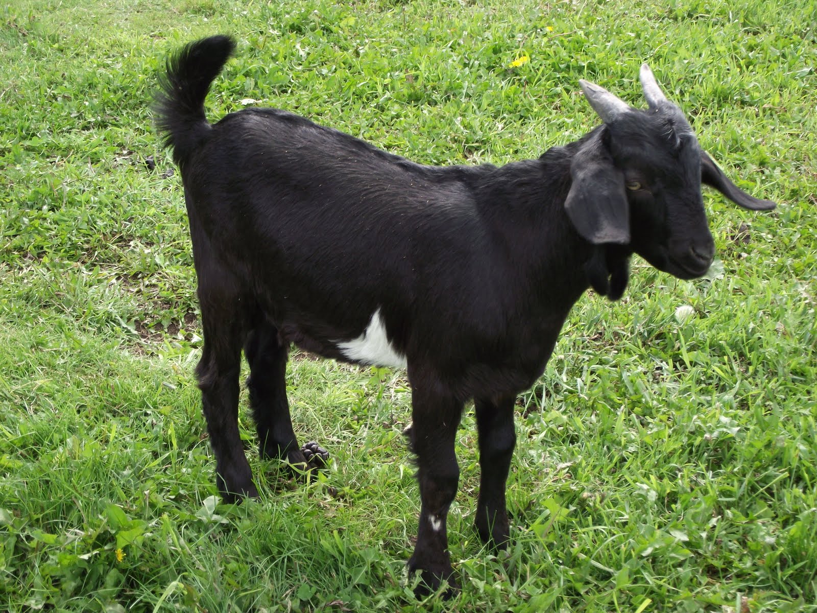 Flat Lake Goats Goats For Sale (Northern Alberta)