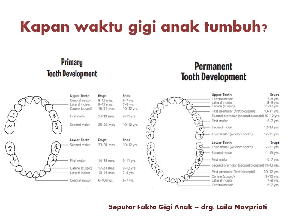 Ruang Mama Online 02 Fakta Seputar Gigi Anak Teman Main