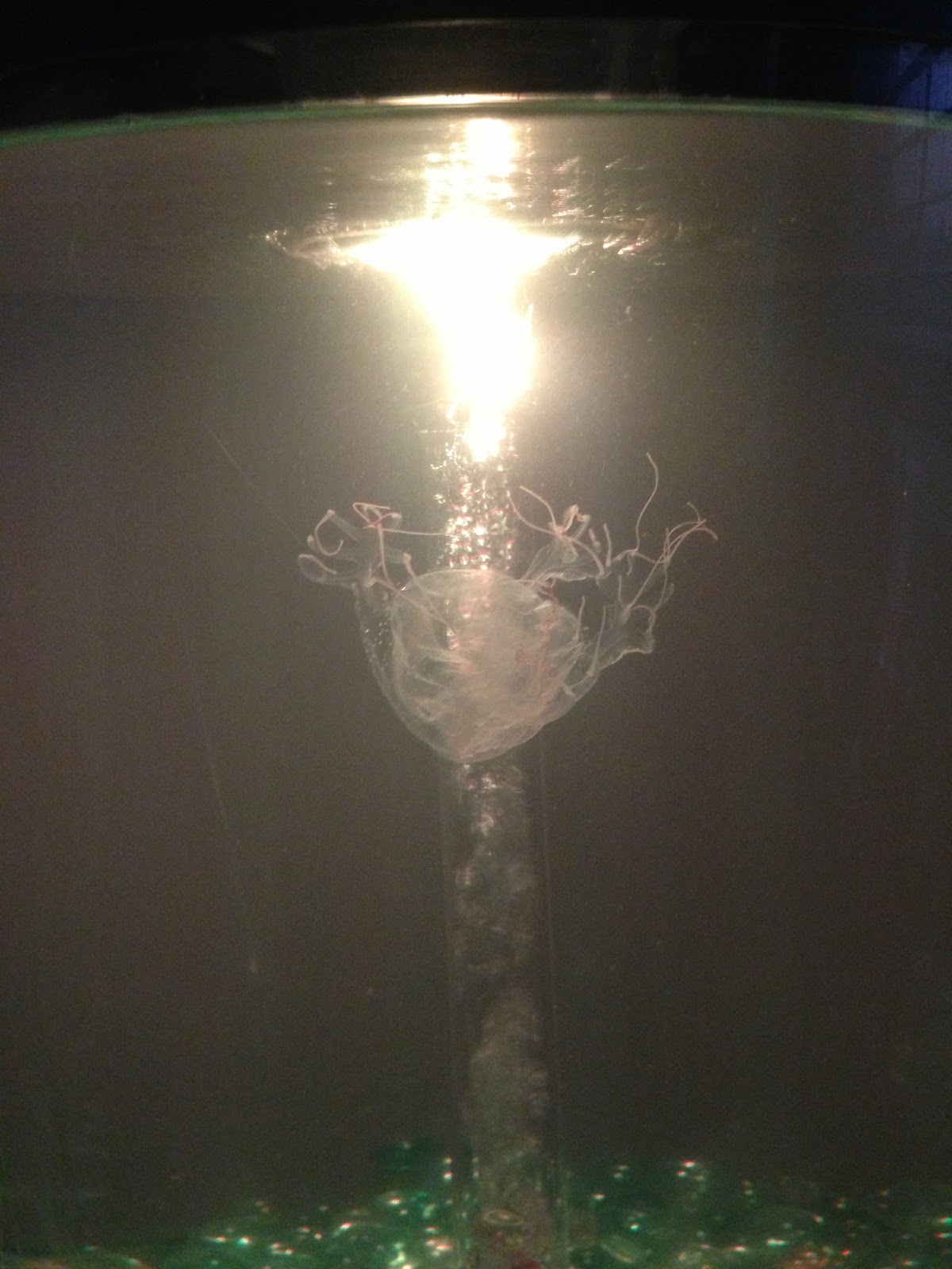 Raising Pet Jellyfish Pictures of my jellies