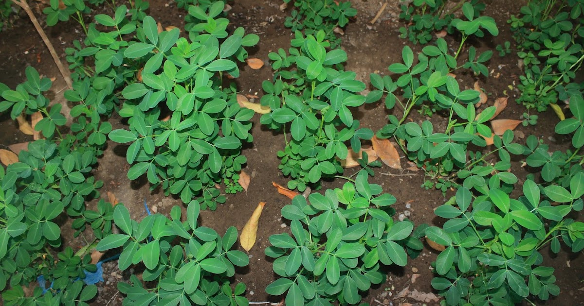 Pembentukan Lahan Untuk Tanaman Kacang Tanah Dapat Dilakukan Dengan