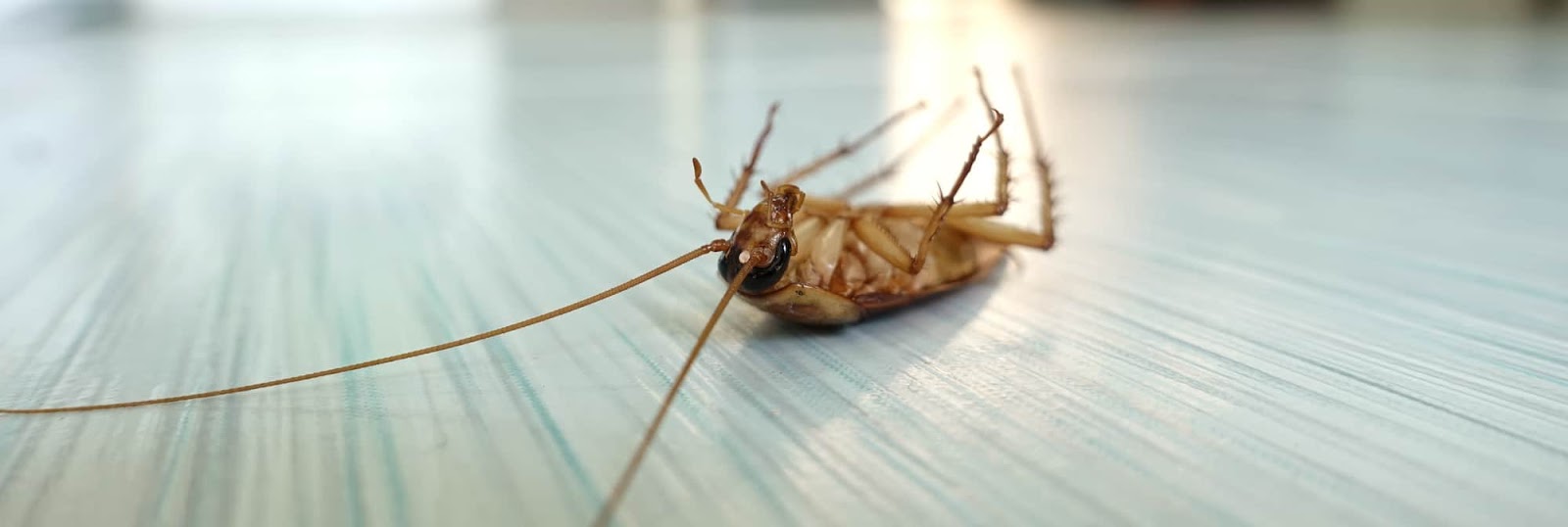 Таракан живет без воды. Могут ли тараканы жить в ноутбуке. Тараканов разводится в воде.
