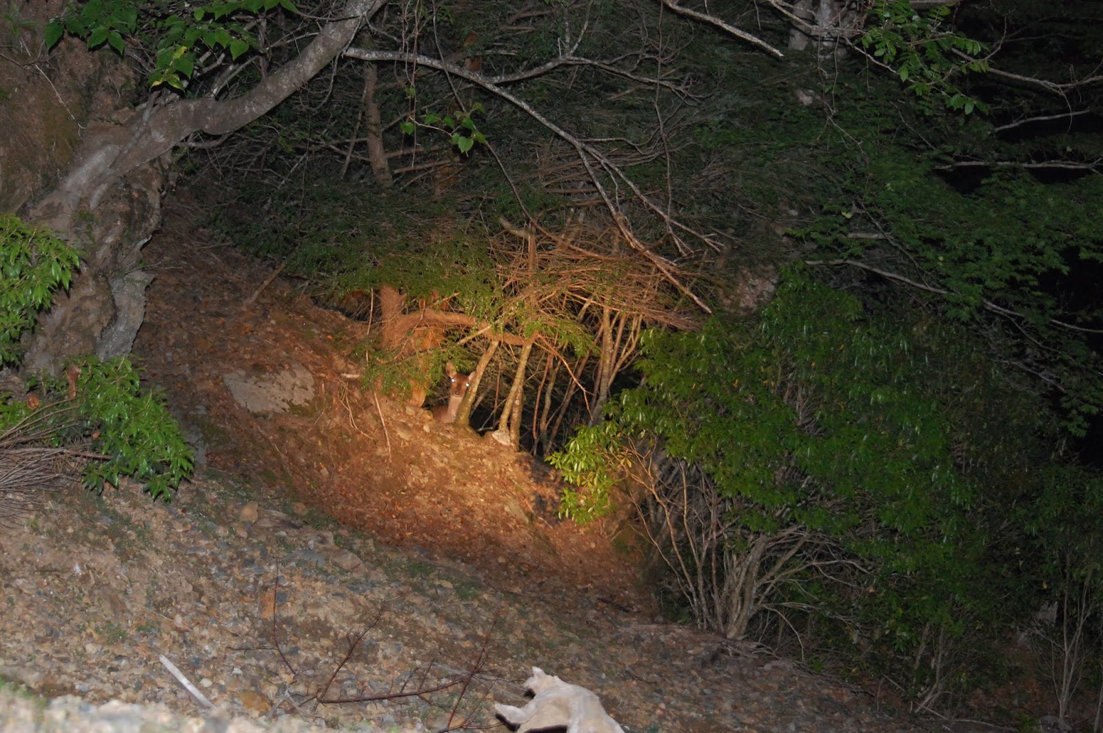 なぜほとんどの出産は夜間に起こるのでしょうか?