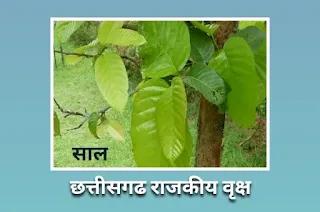 छत्तीसगढ़ राजकीय व्रिक्ष