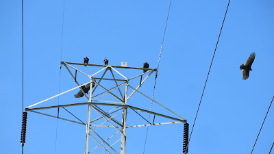 vultures, Wednesday, October 05, 2016, 1:41:18 PM