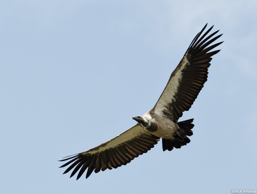 White-backed Vulture : Ecosystems-Decomposer= Destruction