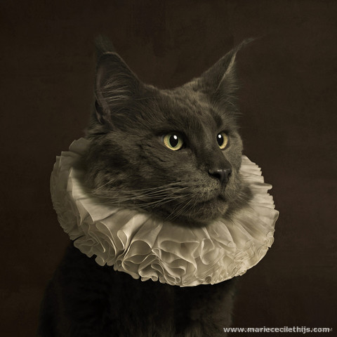Content in a Cottage: Cats Wearing White Collars (Ruffs)