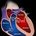 Clinical anatomy of Heart and Atrial Septal Defect (ASD)