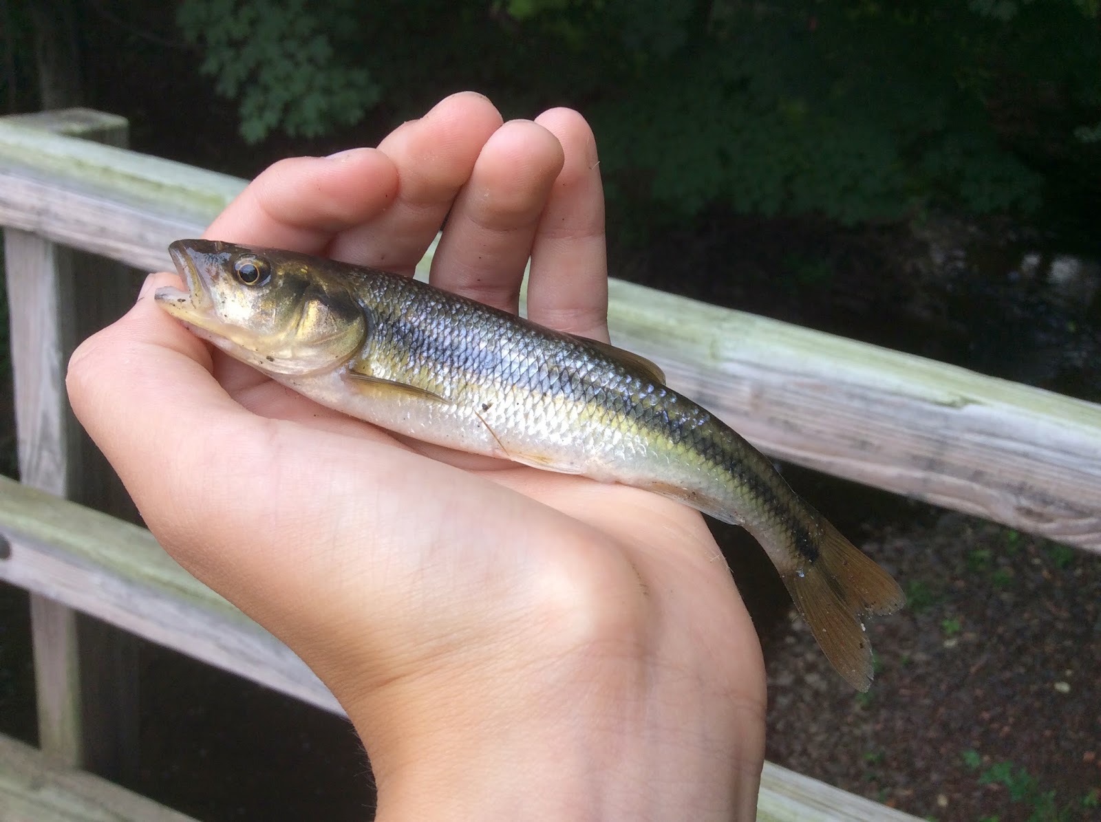 Bass on the Golf Course Creek Bait Fishing
