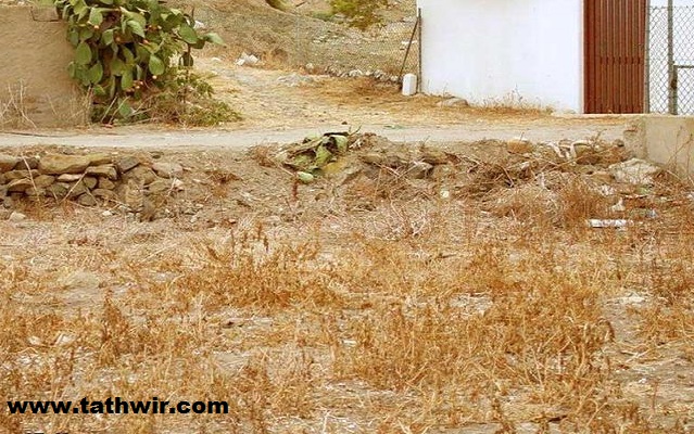 ما هي الحيوانات المختبئة في هذه الصور