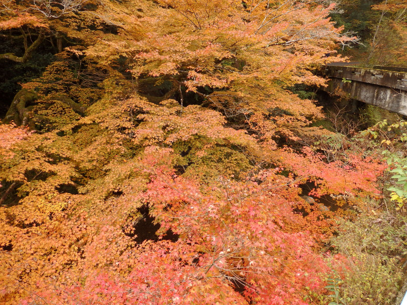 徒然おうどいろ日記 紅葉の木谷峡