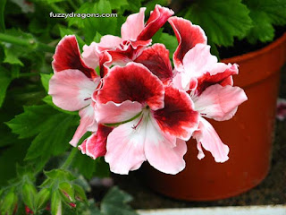 Flowers fuzzydragons.com