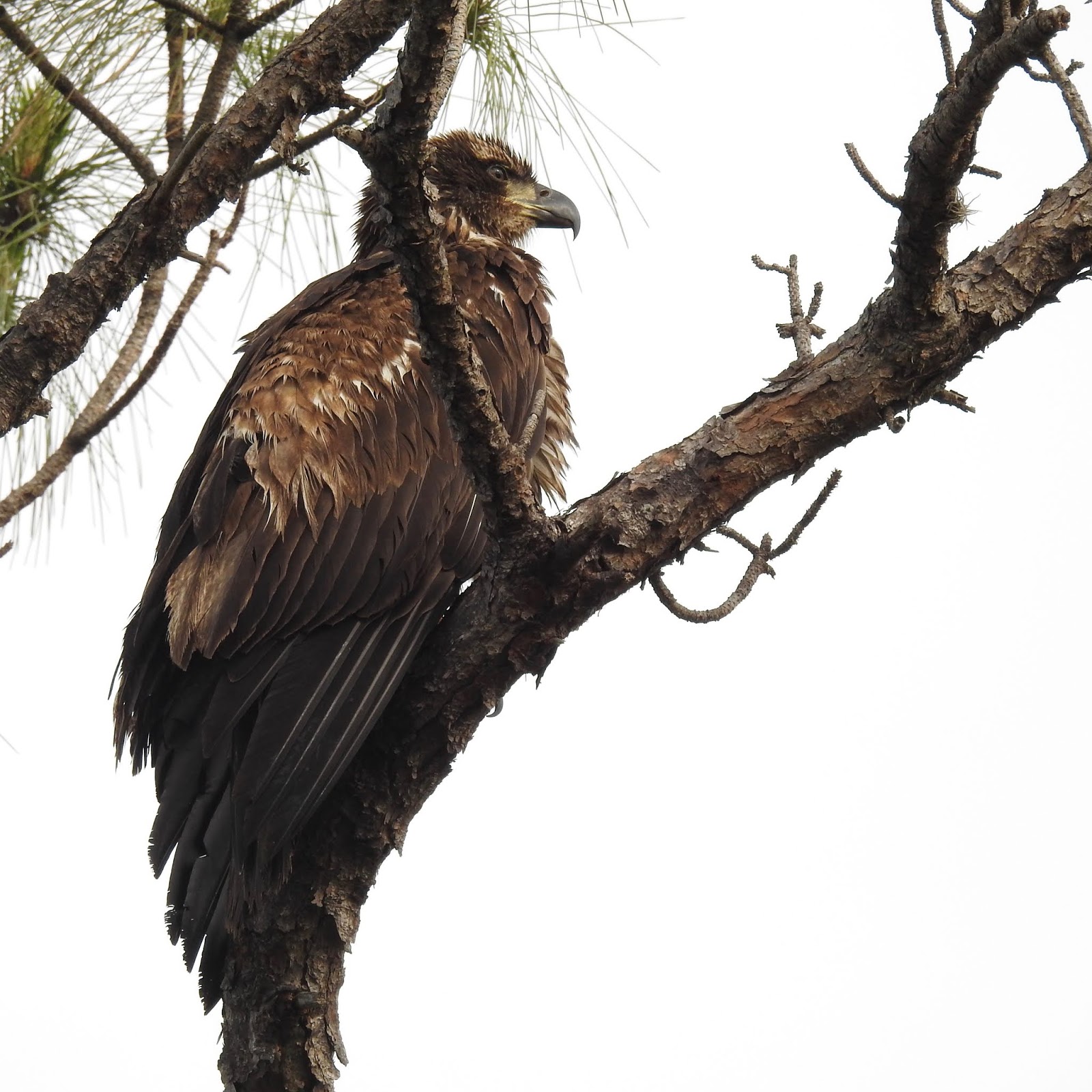 Wildewood Wonders: Juvenile American Bald Eagle
