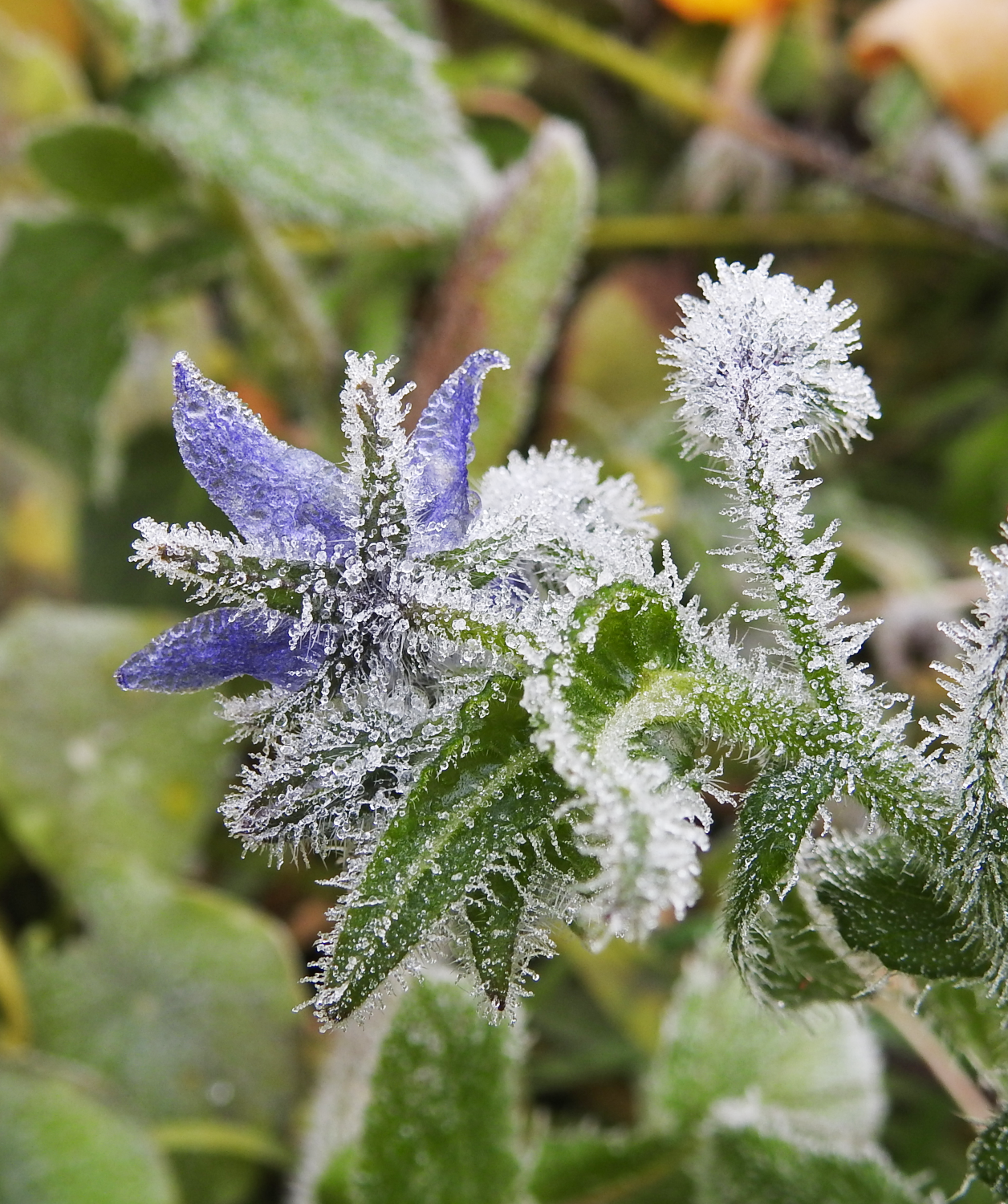 My Miscellany Frosty Borage