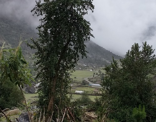 Chillihua