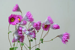 ローダンセ／ヘリプテラム