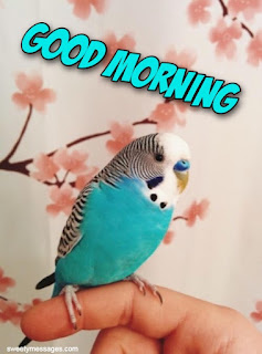 good morning images with birds hd