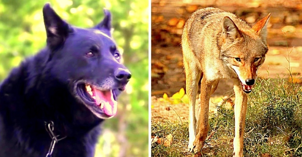 Teen Paralyzed In Woods After Car Crash, Loyal Dog Fights Coyotes To ...