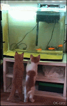 Funny Kitten GIF • 2 cute kittens standing up fascinated by 3 golden fishes swimming in the aquarium