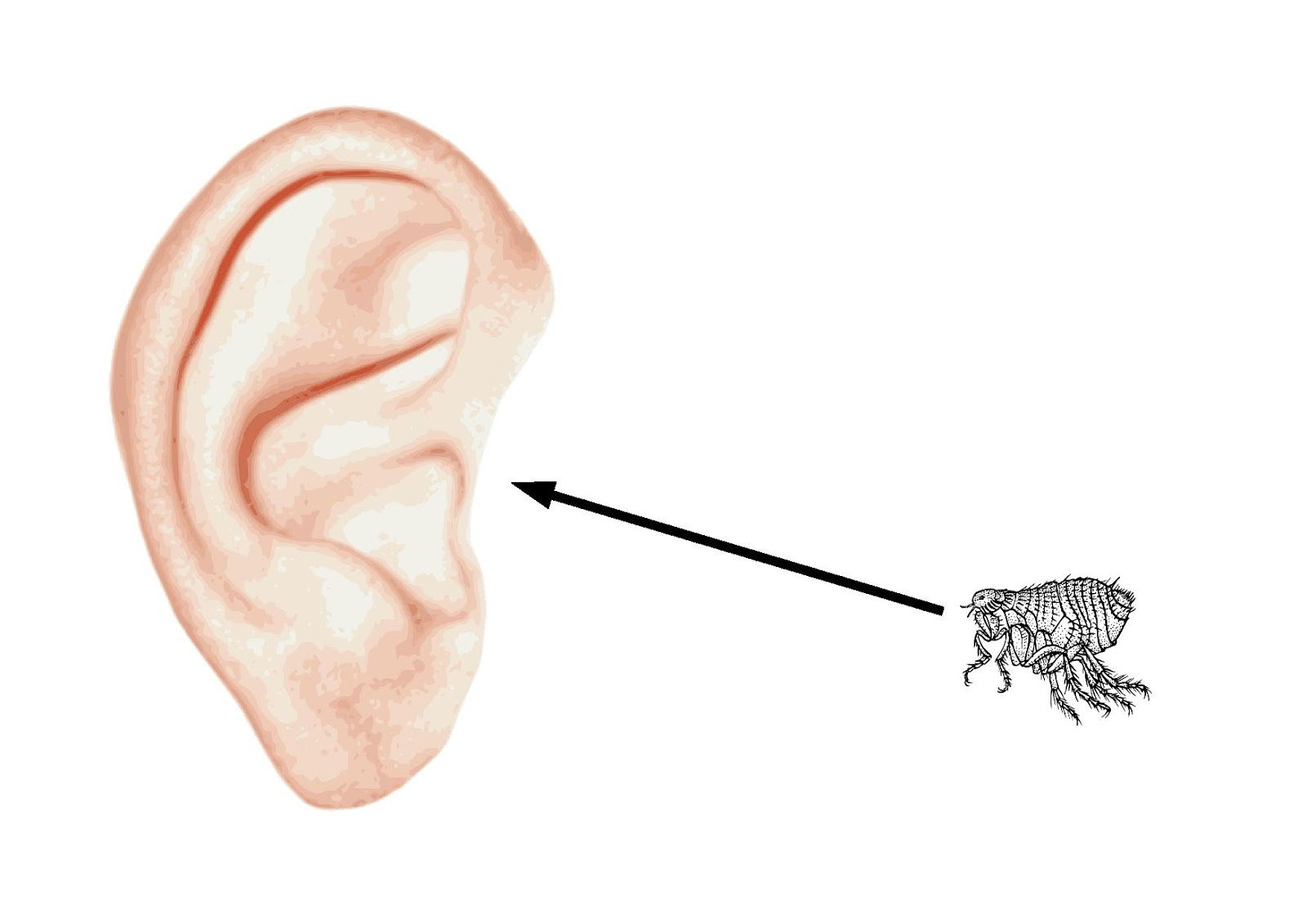 Avoir Les Oreilles Qui Chauffent Expression Expressions familières : les solutions