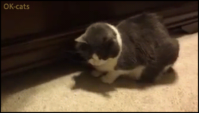 Funny Cat GIF • New game with treat under the door. Human vs. playful cat. The referee has trouble following the game Funny Cat GIF • New game with treat under the door. Human vs. playful cat. The referee has trouble following the game