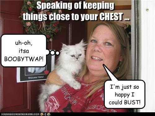 funny cat picture - funny cat pictures-dccmew8