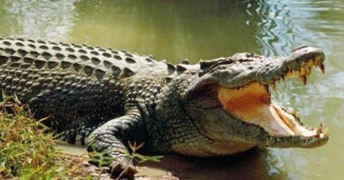 Deskripsi Hewan Buaya Dalam Bahasa Inggris