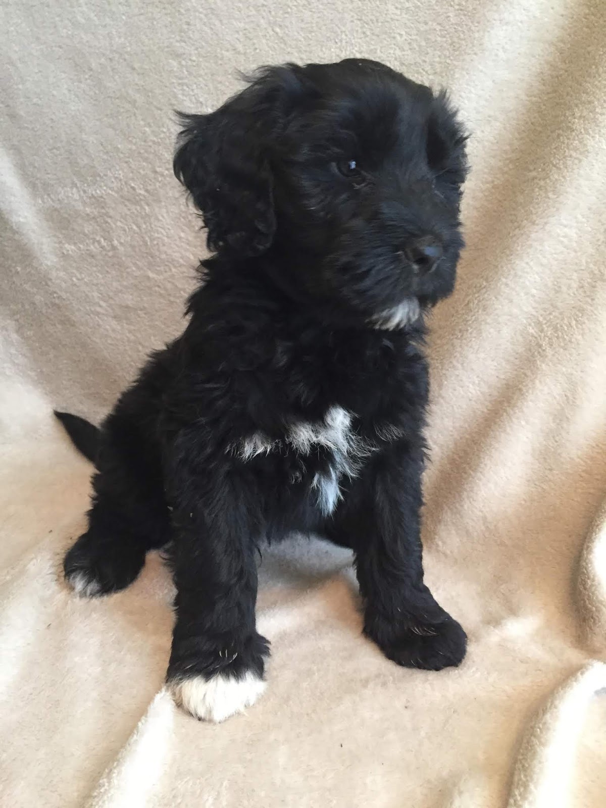 Blue Run Portuguese Water Dogs: The Yuletide 2 litter leave next week