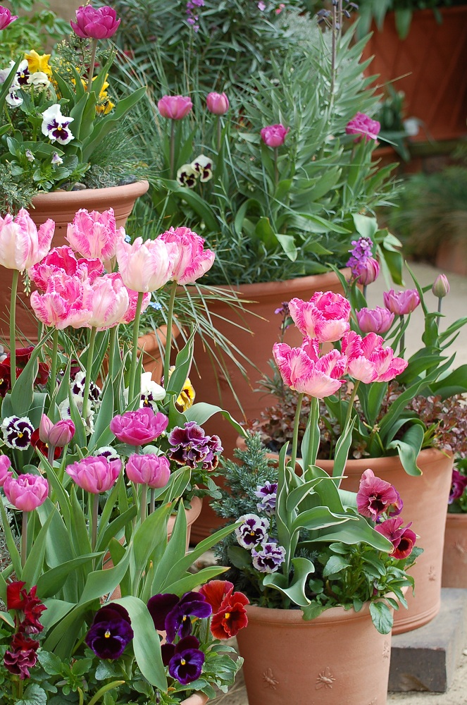 Potting Up... tulips.