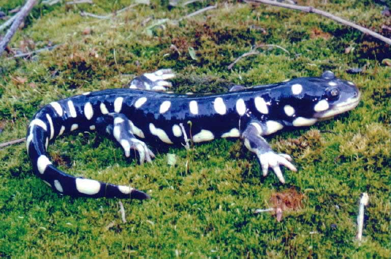 Tiger Salamander