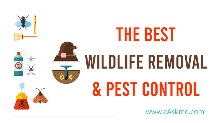 Six Pointers for Selecting the Best Wildlife Removal & Pest Control Company