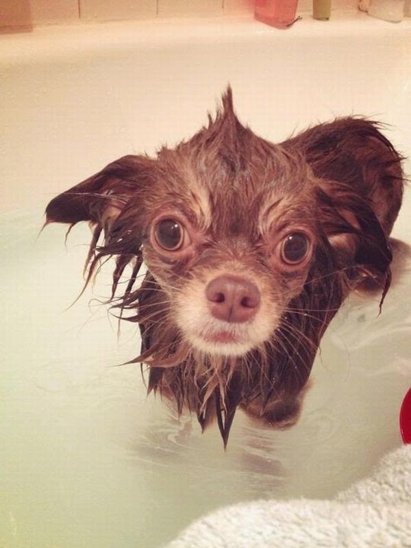 Adorable cats and dogs who really hate bath time (40 pics) Amazing