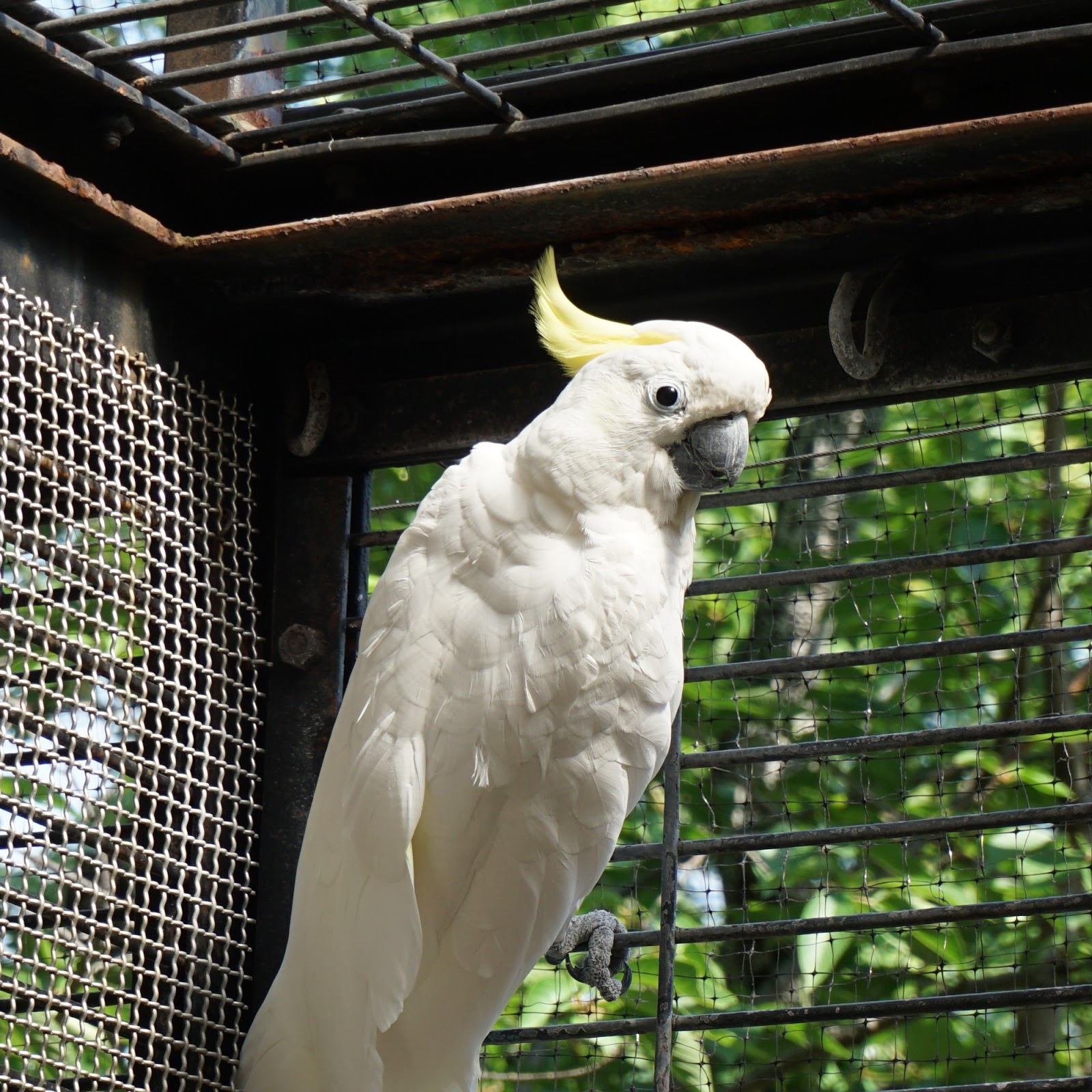 福岡市動物園ブログ 6月15日はオウムインコデー