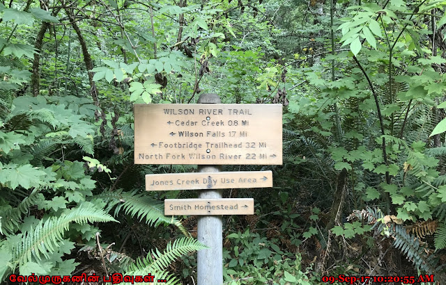 Wilson River Falls Trail Oregon